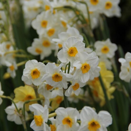 Narcissus Laurens Koster- narcises (iep.5 gab)